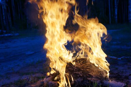 Bright flame of fire from birch bark and firewood in the evening forestの写真素材