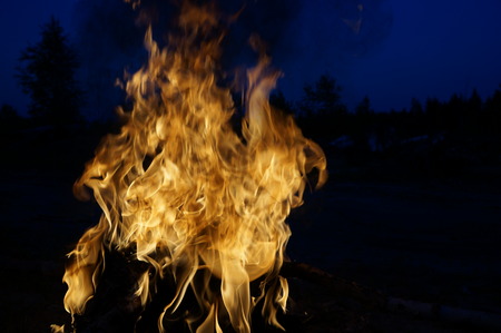 Bright flame of fire from birch bark and firewood in the evening forestの写真素材