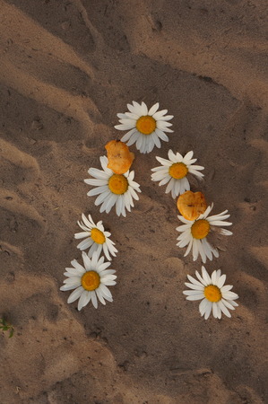 Russian word and letters - summer - composed of flowering white camomiles on sandの写真素材