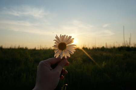 Large white chamomile in hand against the evening sun with rays of light due to the petalsの写真素材