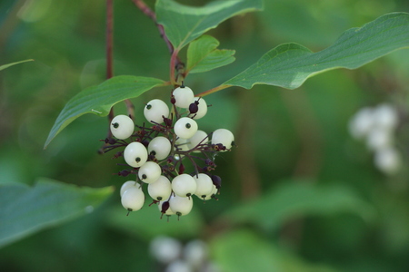 White svidina - poisonous white berries and green bush leavesの写真素材