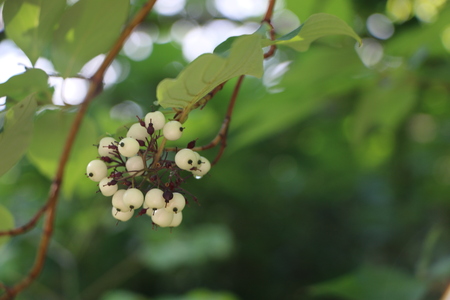 White svidina - poisonous white berries and green bush leavesの写真素材