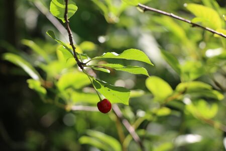 Ripe red berry cherries on a branch with green leaves