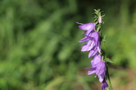 Lilac flowers bells on a bright sunny dayの写真素材