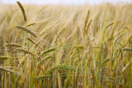 An agricultural background with singing spikelets of rye in the rays of the evening sun at sunset before the rain. A beautiful evening in a rye field.の写真素材