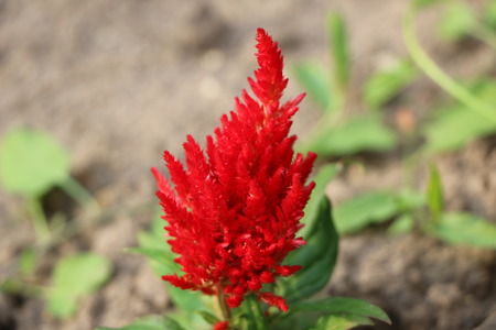 Summer background for advertising and isolating - bright red flowersの写真素材