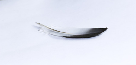 feather of a dove on a monophonic backgroundの写真素材