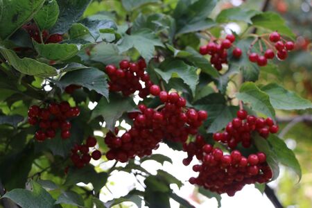 Beautiful clusters of red berries bush plants - rowan and viburnum - for background and design