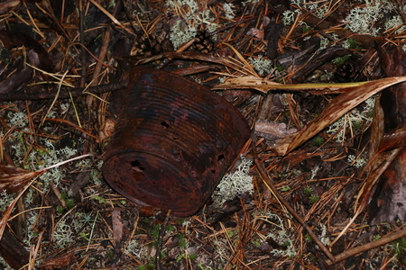 Old rusty empty can of edible canned food with gunshot on the forest lawn