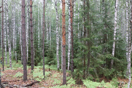 Autumn forest landscape in cloudy evening weatherの写真素材