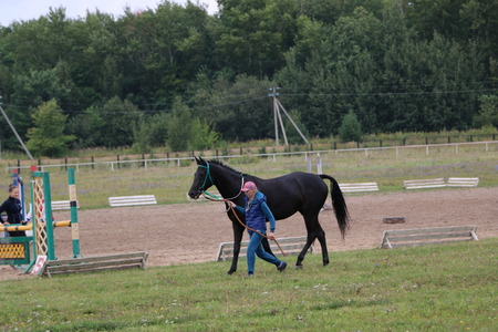 Medvedev, RUSSIA, AUGUST 26, 2017: Open championship on horse racing and jumping devoted to the day of the settlement of Medvedeva - paddock horses with jockeys - warm-up before horse racingのeditorial素材