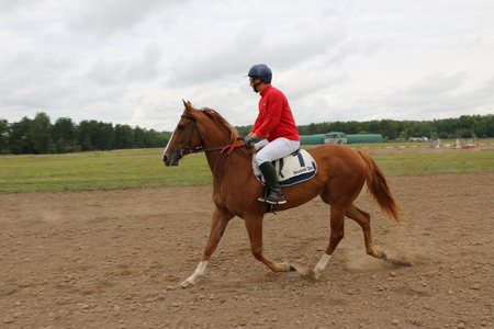 Medvedev, RUSSIA, AUGUST 26, 2017: Open championship on horse racing and jumping devoted to the day of the settlement of Medvedeva - paddock horses with jockeys - warm-up before horse racingのeditorial素材