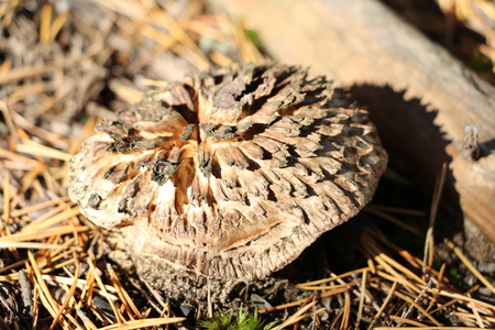 mushrooms in autumn forest in bright sunlightの写真素材