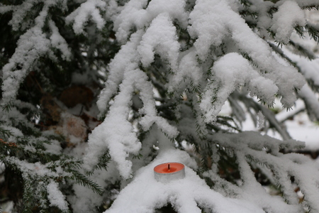 Christmas tree in the forest covered with snow with burning candles on the branchesの写真素材