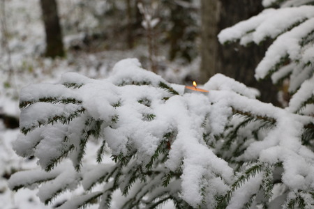 Christmas tree in the forest covered with snow with burning candles on the branchesの写真素材