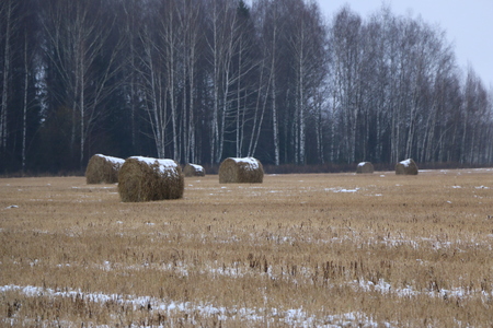 big hay rolls in the snow on a snow-covered empty plowed fieldの写真素材