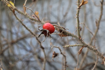 dried bush of rose hips with thorny branches and overripe fruits and a background of concrete wallの写真素材