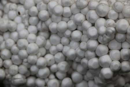 polystyrene white balls and pieces of foam on the ground with grass, twigs and leavesの写真素材