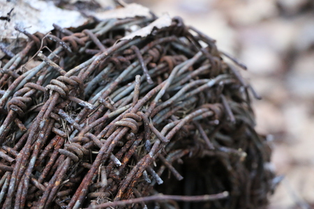 round tangle of rusty old prickly dangerous wire lies in a forest on dry leavesの写真素材