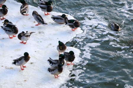 Flock ducks on frozen pond in snowy park. wintering ducksの写真素材