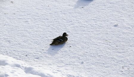 duck on frozen pond in snowy park. wintering duckの写真素材