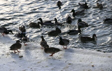 Flock ducks on frozen pond in snowy park. wintering ducksの写真素材