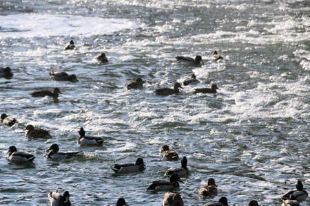 Flock ducks on frozen pond in snowy park. wintering ducksの写真素材
