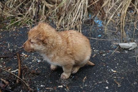 homeless wet puppy looking for mom on  street.の写真素材