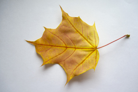 Autumn maple leaf on white background. Canadian symbol. autumn leaf of maple.の写真素材