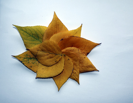 autumn background for text. yellow autumn birch leaves on  white background. Autumn composition of birch leaves for design, advertising, text.の写真素材