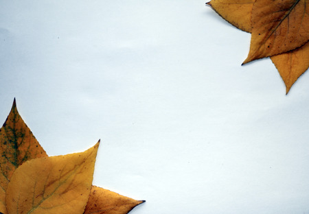 autumn background for text. yellow autumn birch leaves on  white background. Autumn composition of birch leaves for design, advertising, text.の写真素材