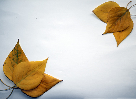 autumn background for text. yellow autumn birch leaves on  white background. Autumn composition of birch leaves for design, advertising, text.の写真素材