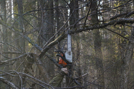Woodcutter saws tree with chainsaw in forest.  woodcutter's hand with a chainsaw saws off a branch,...