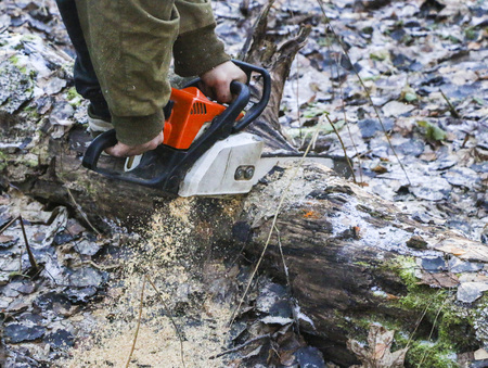 Woodcutter saws tree with chainsaw in forest.  woodcutter's hand with a chainsaw saws off a branch, shavings and sawdust from sawing fly apart.の写真素材