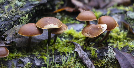 Mushrooms toadstools. bright small poisonous mushrooms toadstool group psilocybinの写真素材