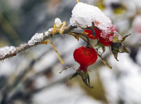 wild rose in  snow.
Red rosehip berries covered with snow and ice on  frosty winter morning.の写真素材