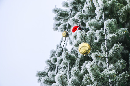 Christmas fluffy tree, decorated with bright colorful balls, covered with snow-white frost in the bitter cold.の写真素材