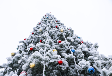 Christmas fluffy tree, decorated with bright colorful balls, covered with snow-white frost in the...