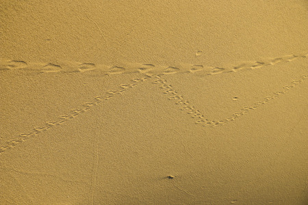 the texture of the sand from the sand career with different traces