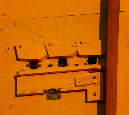 large multi-colored mobile apiary for 48 hives. wooden house for several families of bees.の写真素材