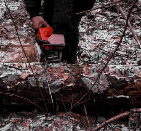 Woodcutter saws tree with chainsaw in forest.  woodcutter's hand with a chainsaw saws off a branch, shavings and sawdust from sawing fly apart. grain effect.の写真素材