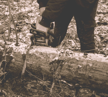 Woodcutter saws tree with chainsaw in forest.  woodcutter's hand with a chainsaw saws off a branch, shavings and sawdust from sawing fly apart. grain effect.の写真素材