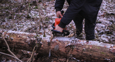Woodcutter saws tree with chainsaw in forest.  woodcutter's hand with a chainsaw saws off a branch, shavings and sawdust from sawing fly apart. grain effect.の写真素材