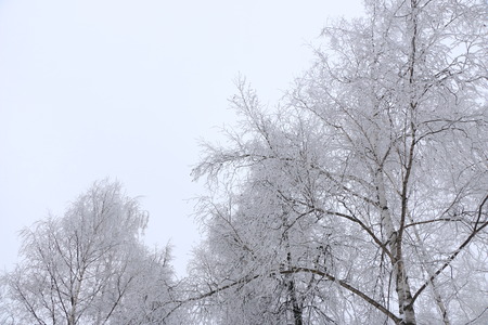 winter background: trees covered with white fluffy snow.の写真素材