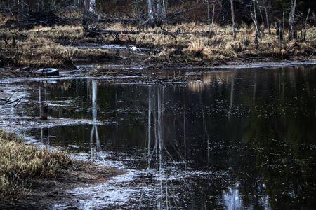 forest autumn swamp in the middle of a broken forest. marshland among fragments of trees, snags and...