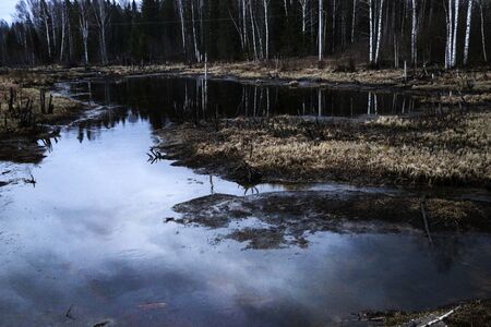 forest autumn swamp in the middle of a broken forest. marshland among fragments of trees, snags and...