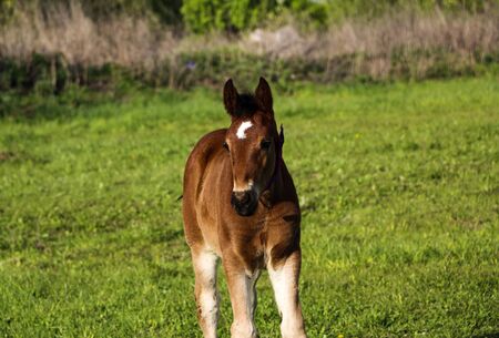 A young thoroughbred brown foal walks and plays on a green pasture. Little stallion frolic and eat...