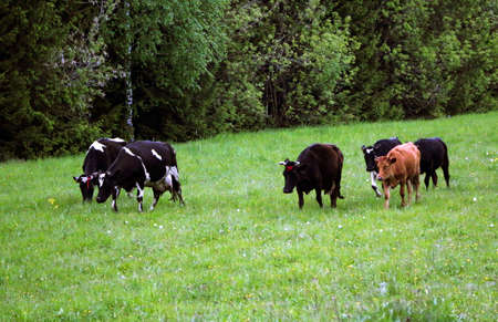 young dairy cows, go from the pasture through a green meadow along the forest, with young gobies and...