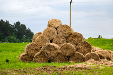 golden rolls of hay, stacked in a pyramid, lie at the edge of the field. Autumn harvesting of hay,...