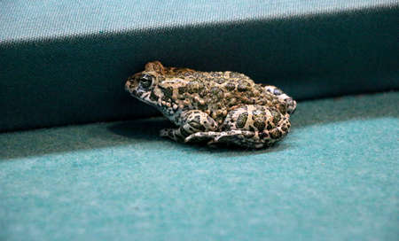 big green frog on a colored background. spotted swamp toad, with large eyes and many warts.